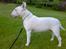 Bullterrier Balder+++R.I.P.+++