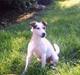 Jack russell terrier Mikki