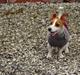 Jack russell terrier » Haldumlunds My Shela «