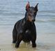Dobermann Falcon R.I.P