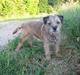 Border terrier Lusse