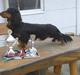 Gravhund Victor vom Waldwuffel