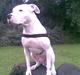 Dogo argentino Dolph