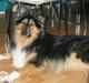 Blanding af racer Rex. RIP, min engel <3 (Schæfer/langhåret collie)