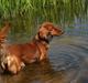 Gravhund Basotto´s Cille