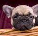 Fransk bulldog Anastacia aka Micha