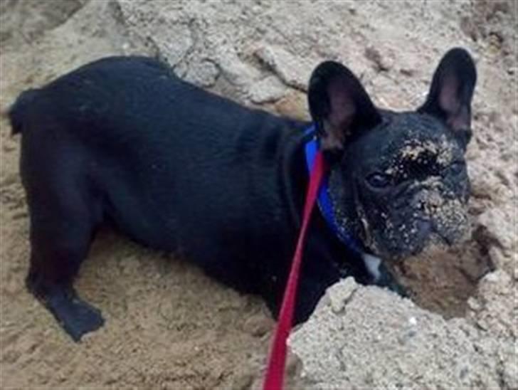 Fransk bulldog Ozzy - hvor er den mus!? billede 8