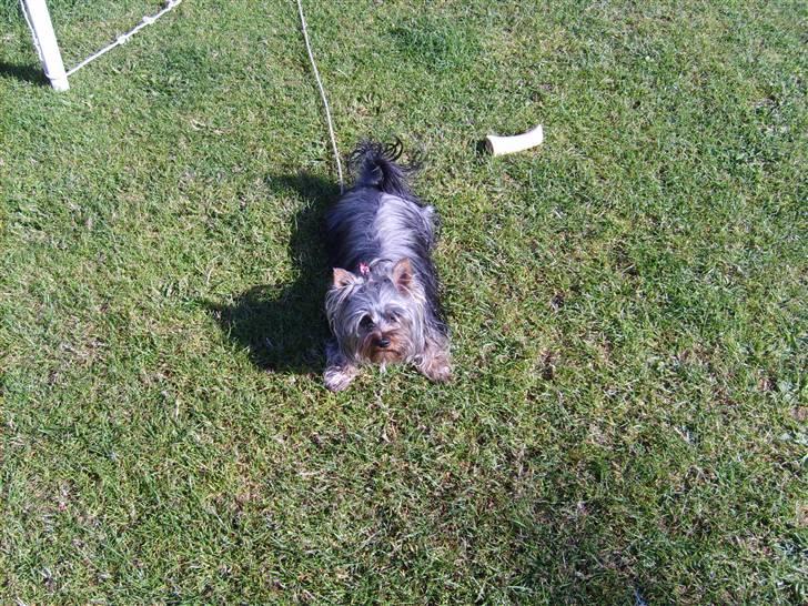 Australian silky terrier Luna R:I:P billede 6