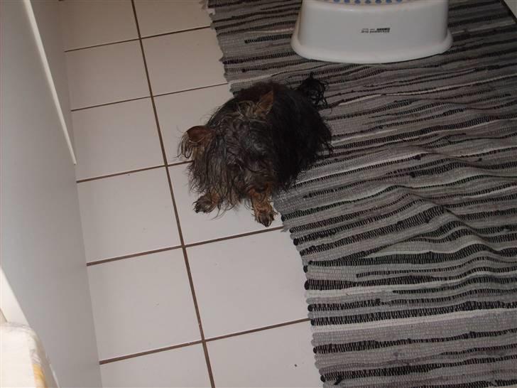 Australian silky terrier Luna R:I:P billede 7