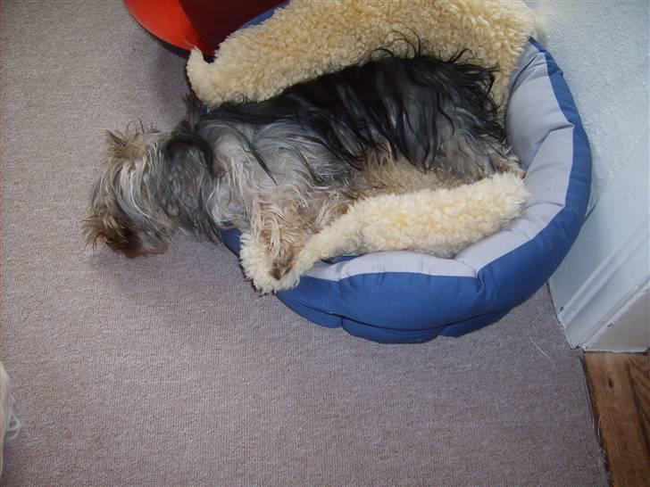 Australian silky terrier Luna R:I:P billede 8