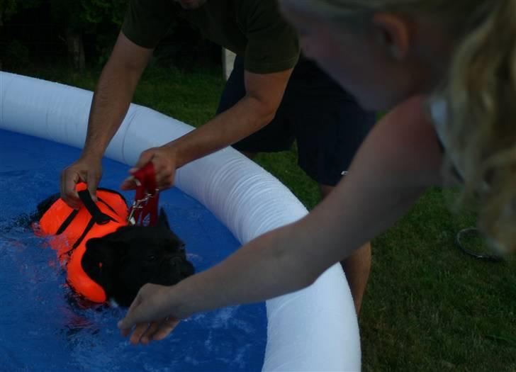 Fransk bulldog Ozzy - Ozzy har lært at svømme - her med vest på :) billede 9