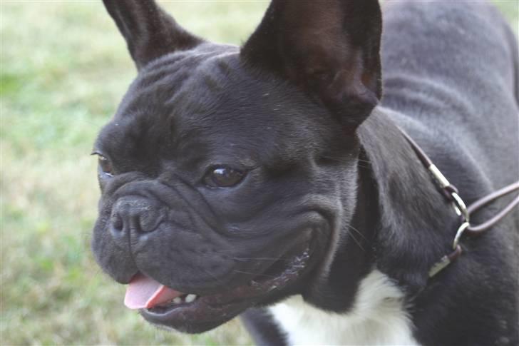 Fransk bulldog Ozzy - ringtræning 8 mdr billede 10