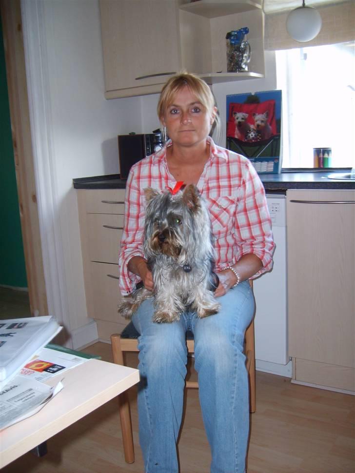 Australian silky terrier Luna R:I:P billede 9