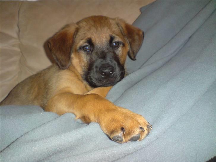 Blanding af racer Basse - Ligger lige og hygger med mor på sofaen billede 9