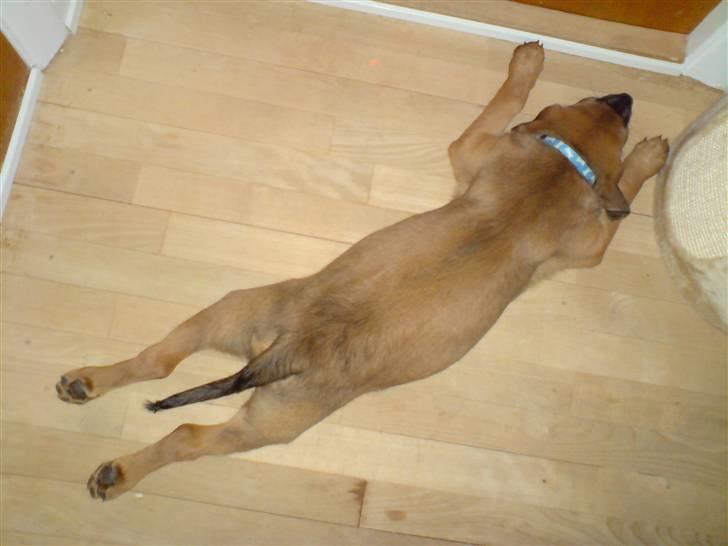 Blanding af racer Basse - Får mig lige en lur i gangen billede 10