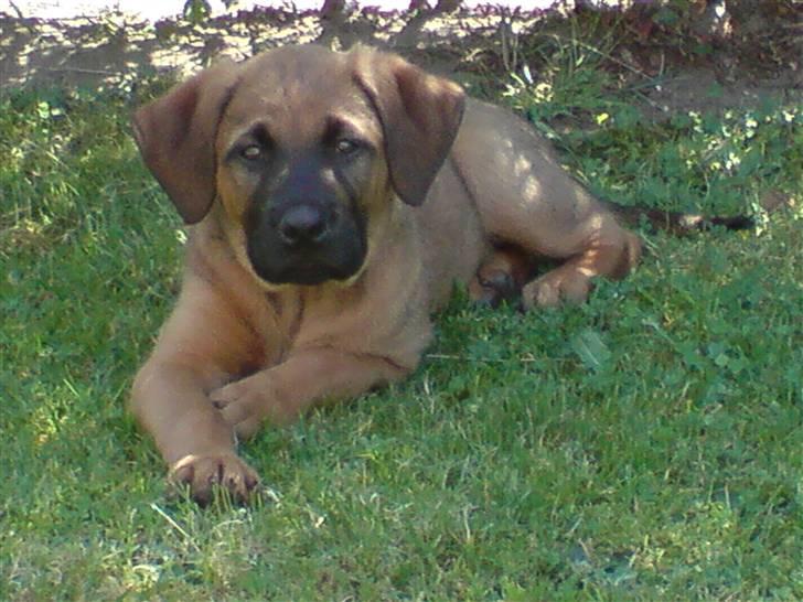 Blanding af racer Basse - Ligger lige og nyder haven ved mormor, mens mor ligger i solen ;) billede 11