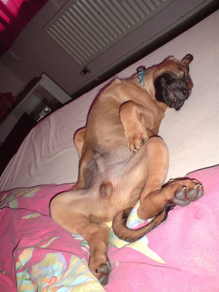 Blanding af racer Basse - Sover lige til middag sammen med mor.. Men det var altså ikke mig der var træt.. billede 12