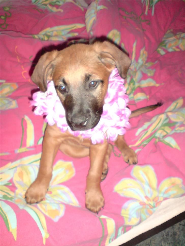 Blanding af racer Basse - Den fine krans mor stjal fra Claus.. billede 13