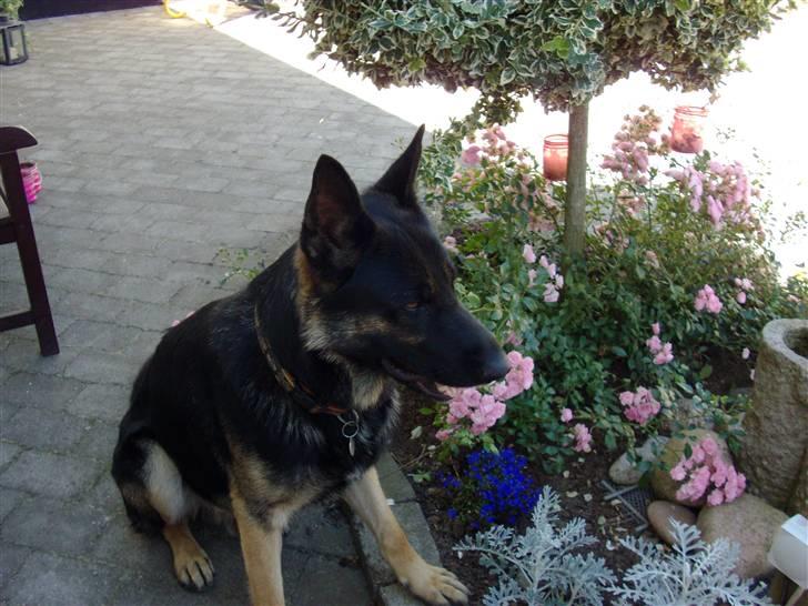 Schæferhund Rosso(schaeferdals Eros) billede 7