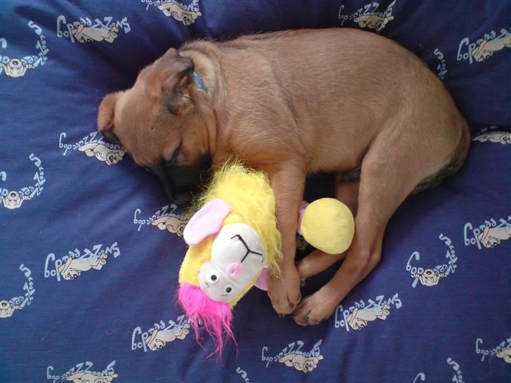 Blanding af racer Basse - Får mig lige en lur med bamse i min nye seng.. billede 14