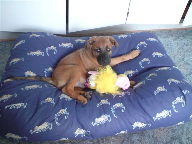 Blanding af racer Basse - Man kan osse lege i min seng.. billede 15