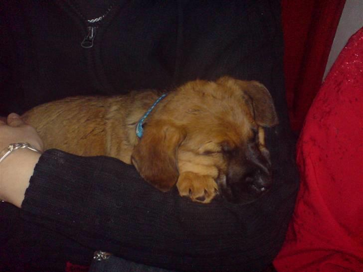 Blanding af racer Basse - Den dag mor købte mig, får lige en lur ved steffen efter en god bolle.. billede 16