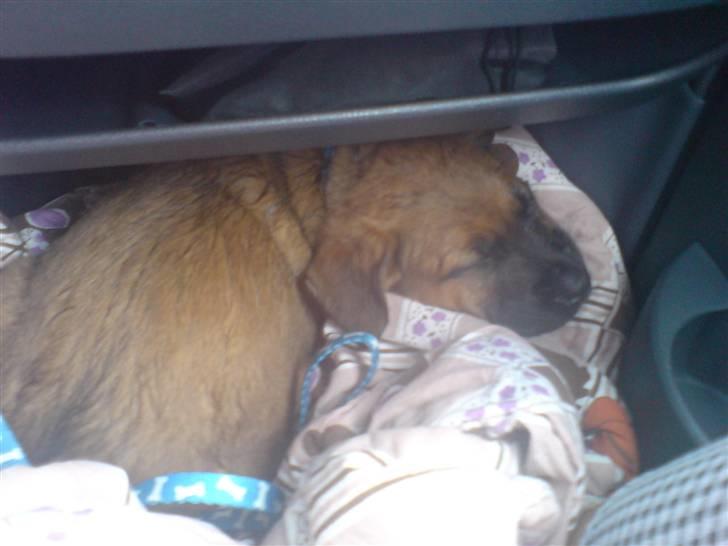 Blanding af racer Basse - Så er jeg endelig på vej hjem til mit nye hjem, Dejligt man bare kan sove sig fra sårn en kørerur.. billede 17