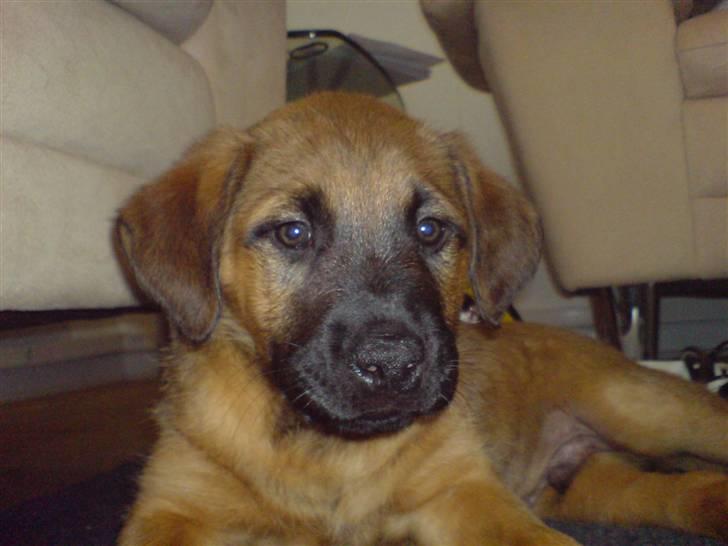 Blanding af racer Basse - Jeg laver ikk ulykker mor, og bider heller ikk i den ledning.. billede 18