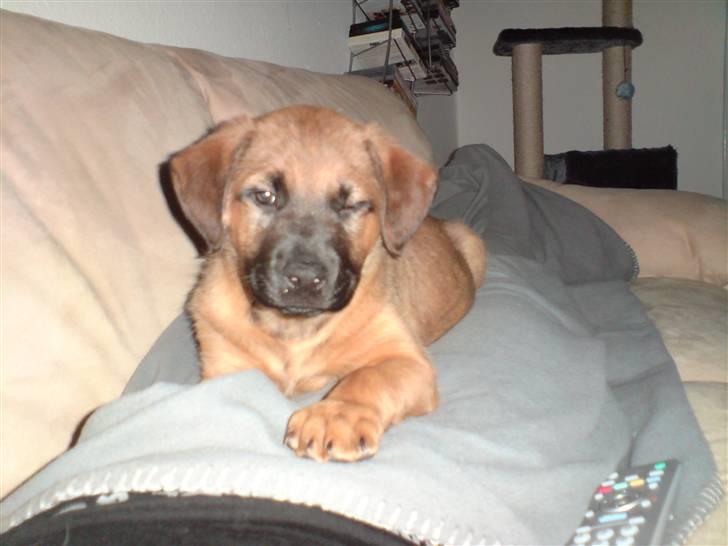 Blanding af racer Basse - Blinker lige lidt med øjet så kan det være jeg er heldig og må blive liggende i sofaen.. billede 19