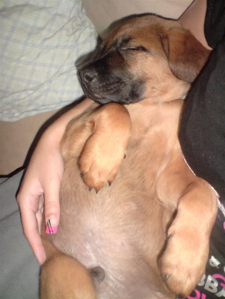 Blanding af racer Basse - Faldt lige i søvn i mors arme, det er så dejligt og blive nusset i søvn.. billede 20