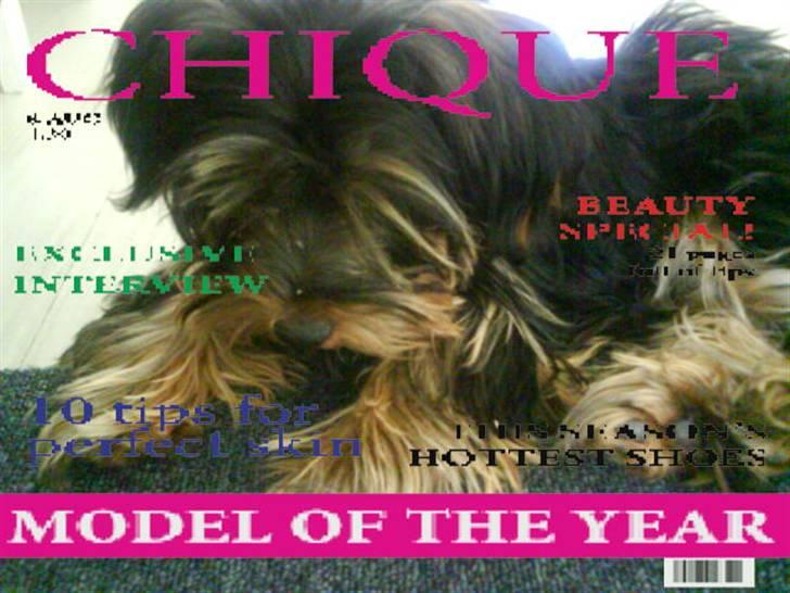 Yorkshire terrier Mini My<33 billede 1