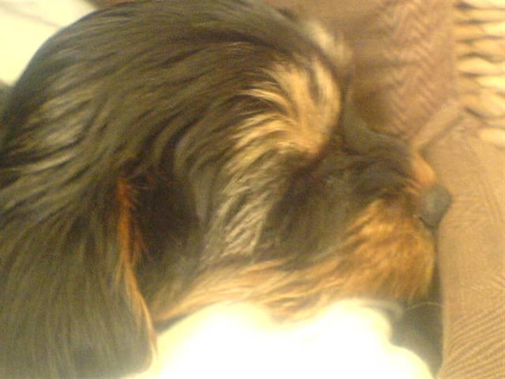Yorkshire terrier Mini My<33 billede 2