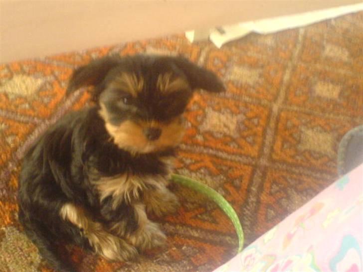 Yorkshire terrier Mini My<33 billede 3