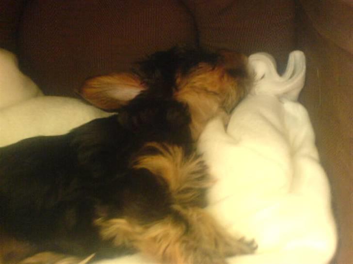 Yorkshire terrier Mini My<33 billede 4