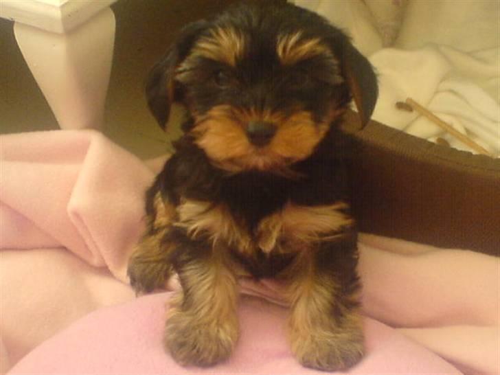 Yorkshire terrier Mini My<33 billede 5