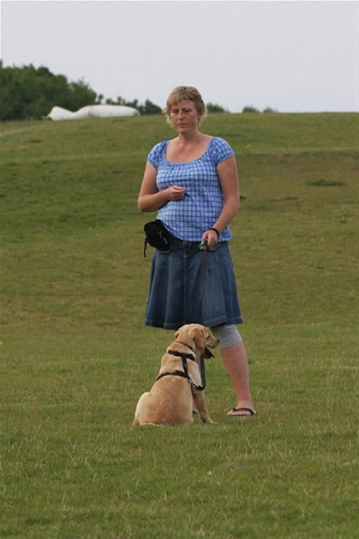 Labrador retriever Tvebak  R.I.P. billede 2