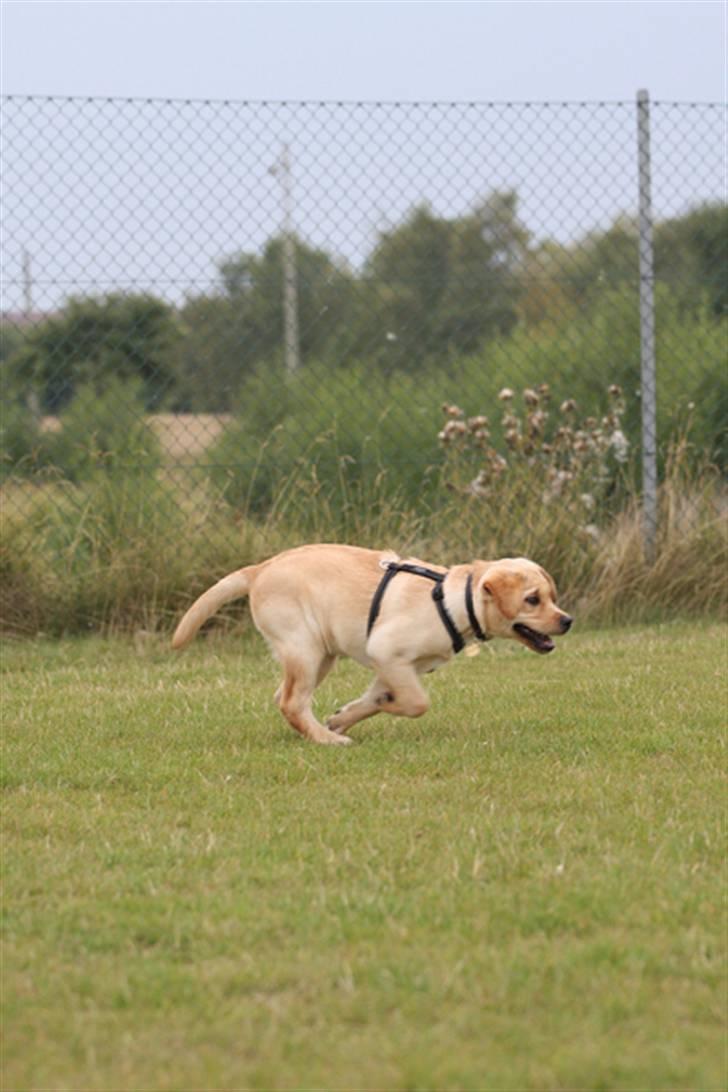 Labrador retriever Tvebak  R.I.P. billede 3