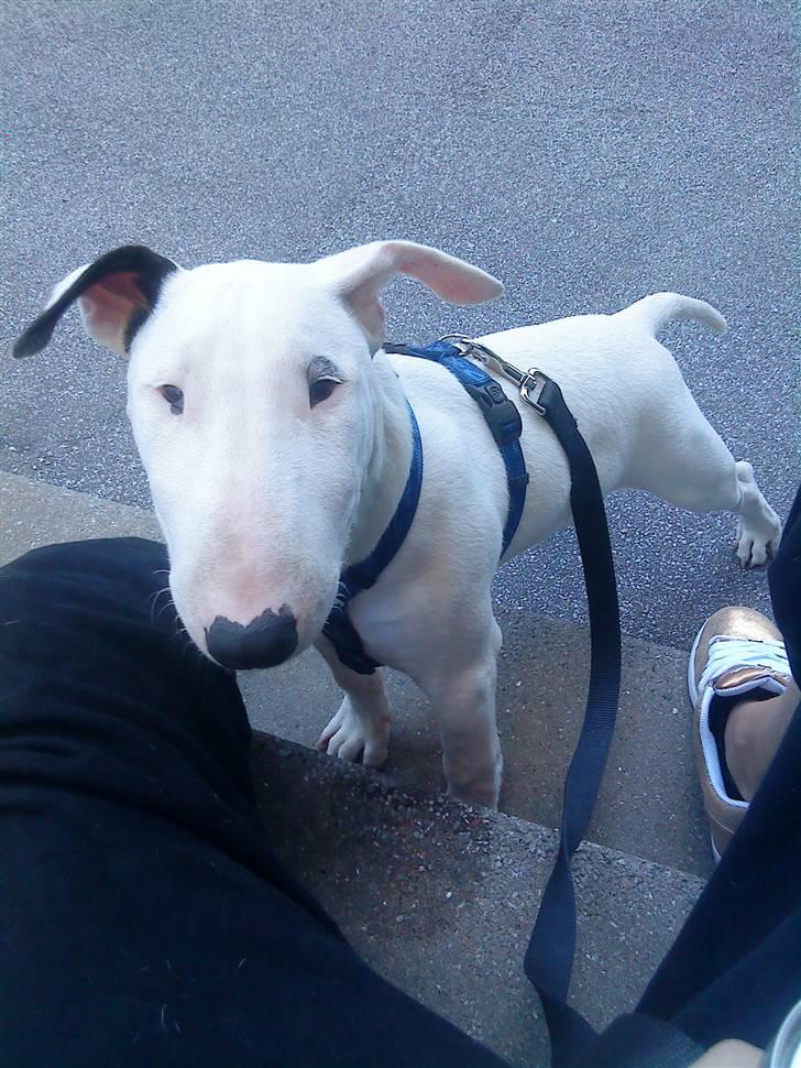 Bullterrier Cheeco R.I.P d 25/3 09  - hva er du allerde træt mor?! billede 9