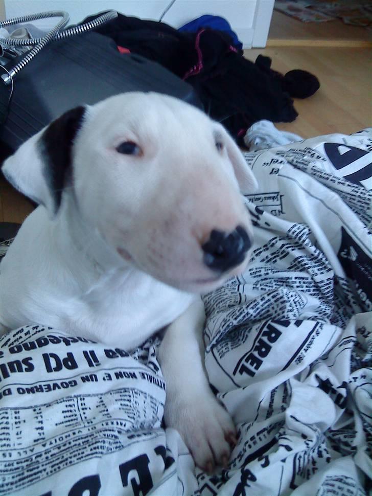 Bullterrier Cheeco R.I.P d 25/3 09  - lille bitte cheeco den første morgen efter vi fik ham billede 10