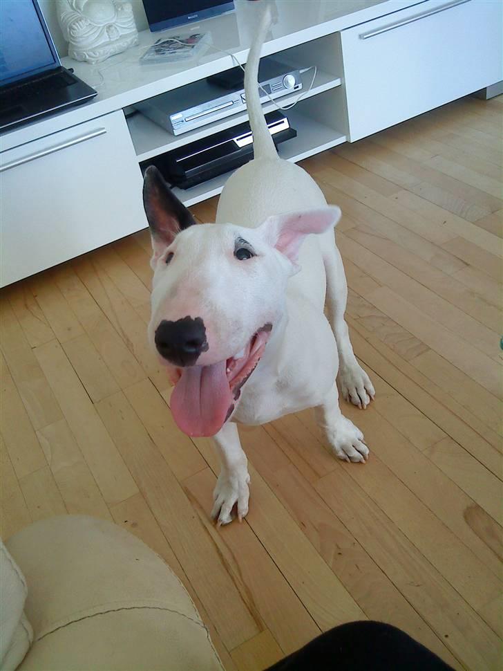 Bullterrier Cheeco R.I.P d 25/3 09  - heeeej mor... billede 11