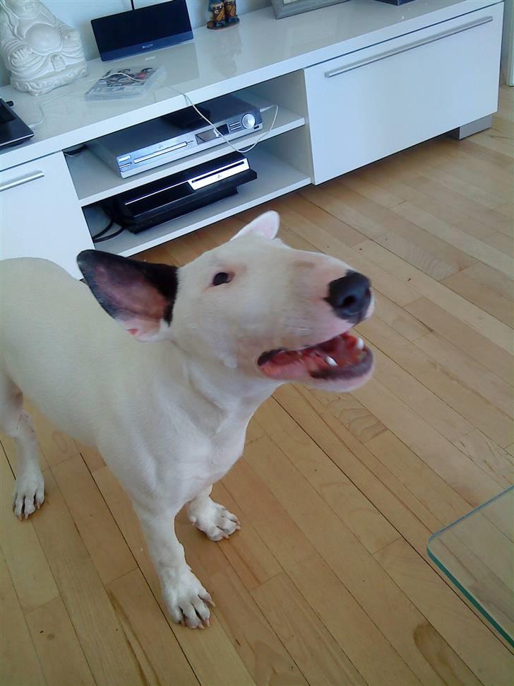 Bullterrier Cheeco R.I.P d 25/3 09  - FLUER!!! billede 12