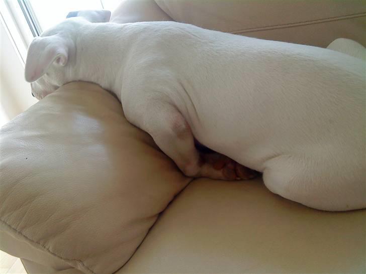 Bullterrier Cheeco R.I.P d 25/3 09  - uhm armlæn rart:) billede 13