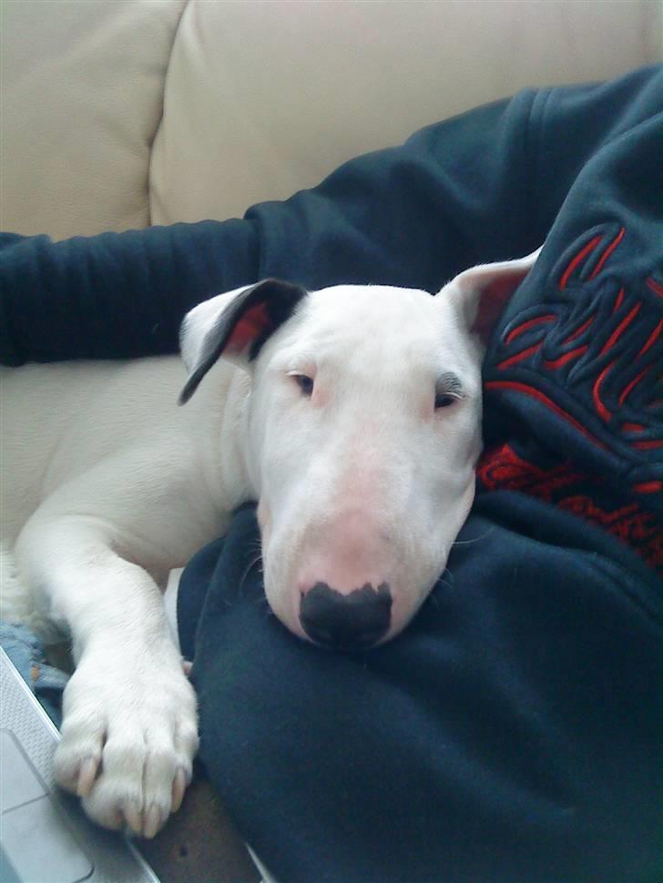 Bullterrier Cheeco R.I.P d 25/3 09  - hyggerligt:) billede 14