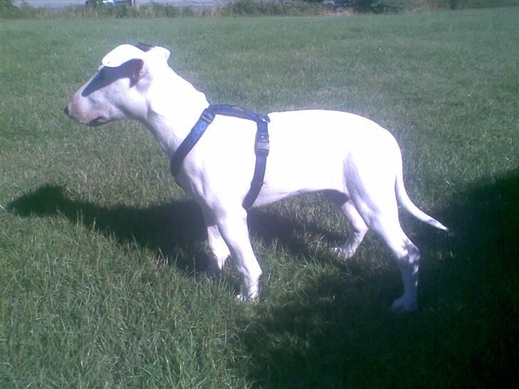 Bullterrier Cheeco R.I.P d 25/3 09  - jeg har set dig fugl bare vent!! billede 15
