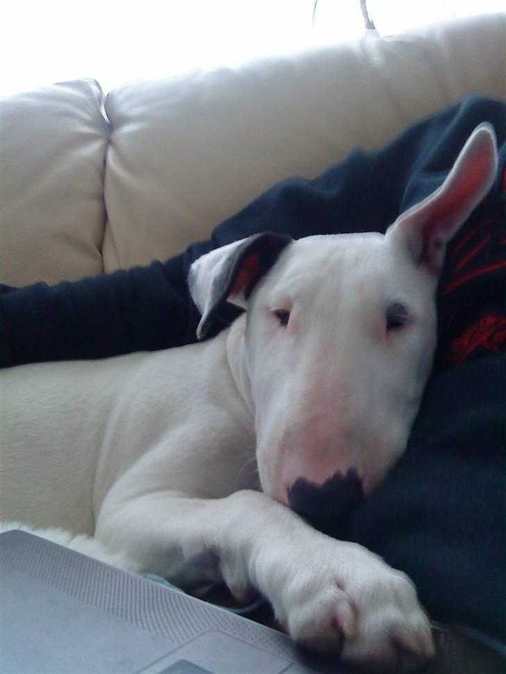 Bullterrier Cheeco R.I.P d 25/3 09  - putter med mor:) billede 20