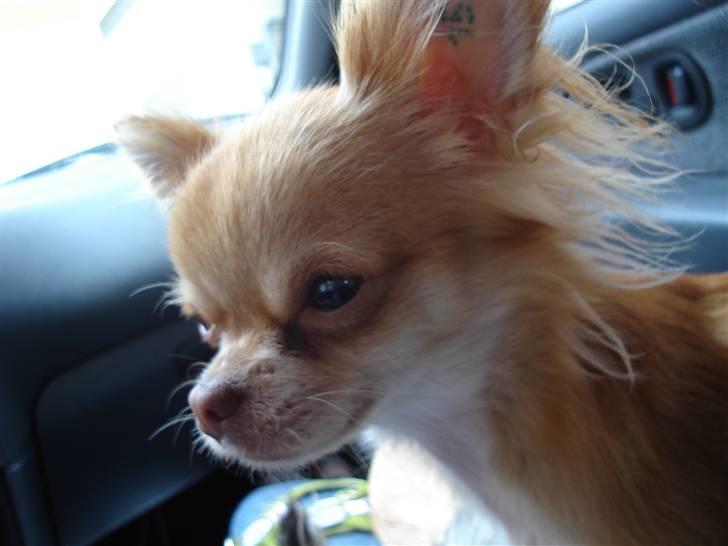 Chihuahua *Annabell <3* billede 9