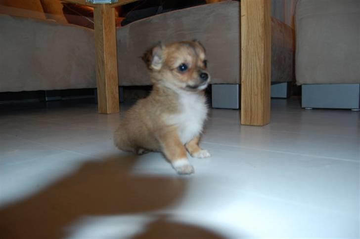 Chihuahua Aica R.I.P. :'( billede 3