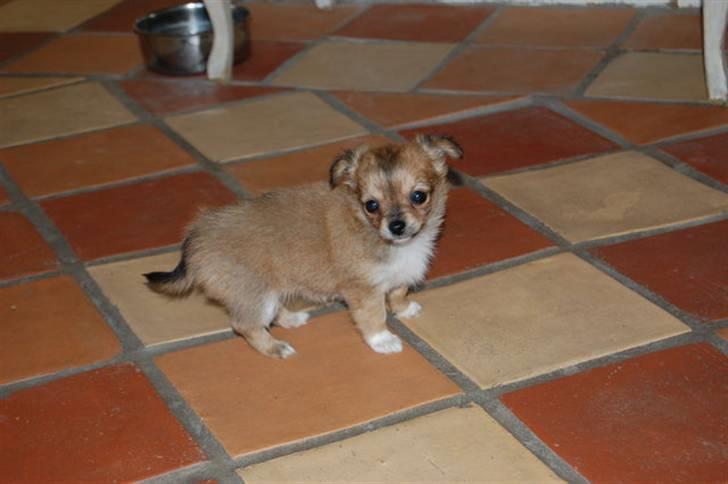 Chihuahua Aica R.I.P. :'( billede 4