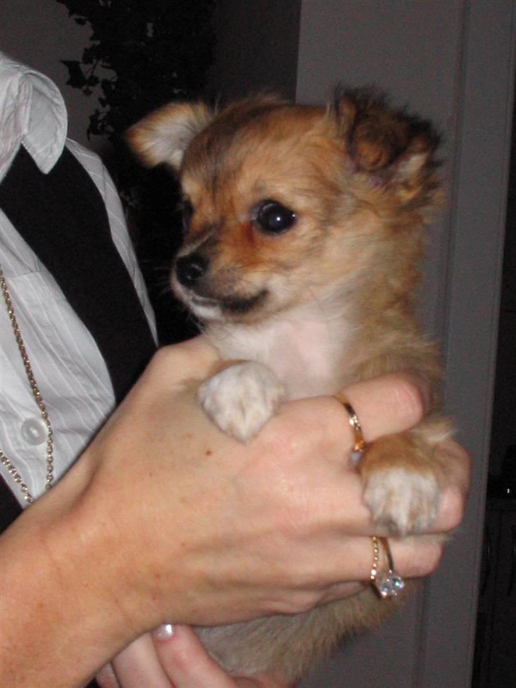 Chihuahua Aica R.I.P. :'( billede 5