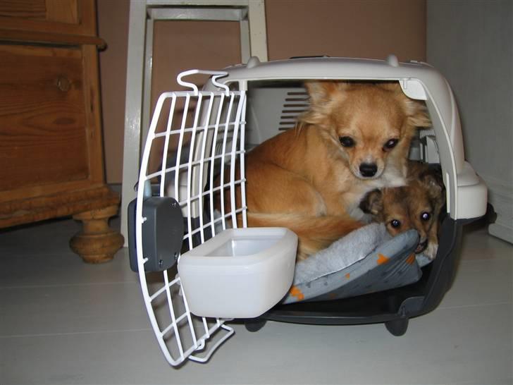 Chihuahua Aica R.I.P. :'( billede 6